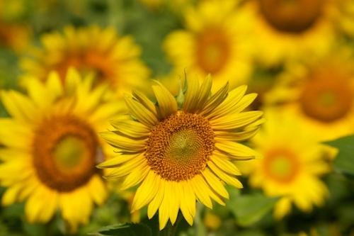 Yellow;Flowers;Plant;Blossom;Plants;Flowering;Bloom;Botanical;Green;Petal;Petals;Sunflower;Flower