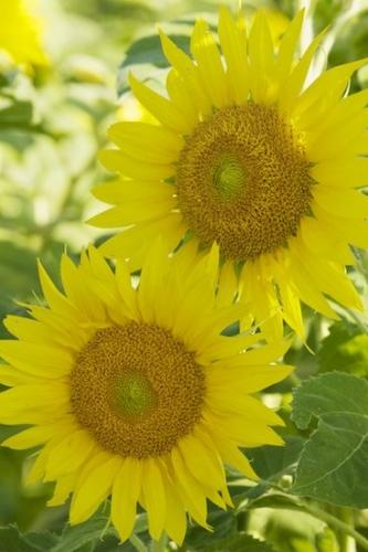 Plant;Green;Blossom;Petal;Plants;Yellow;Botanical;Sunflower;Flower;Flowering;Petals;Flowers;Bloom