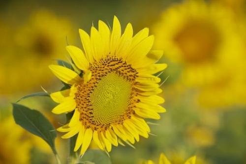 Blossom;Green;Bloom;Flowering;Botanical;Petals;Flowers;Yellow;Flower;Petal;Plants;Sunflower;Plant