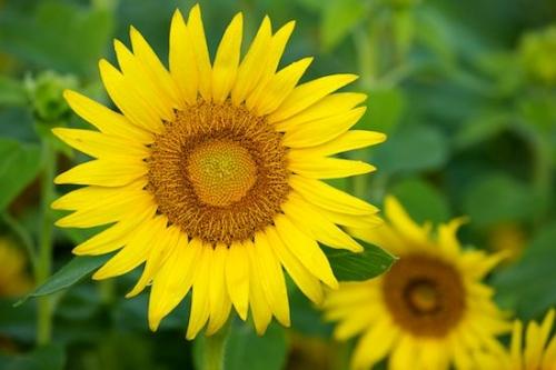 Yellow;Plants;Flowering;Flower;Petal;Blossom;Green;Bloom;Botanical;Petals;Flowers;Plant;Sunflower