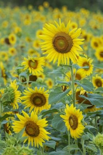 Flower;Yellow;Blossom;Botanical;Green;Bloom;Sunflower;Flowers;Plants;Flowering;Plant;Petal;Petals