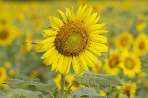 Petals;Yellow;Flower;Green;Botanical;Flowers;Plants;Blossom;Flowering;Plant;Bloom;Sunflower;Petal