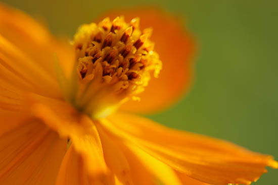 Bloom;Blossom;Blossoms;Close-up;Cosmos;Flower;Floweret;Flowering;Flowers;Gold;Green;Orange;Outdoor;Petal;Petals;Pistil;Stamen;Wildflower;bloom;flora;floral;stem