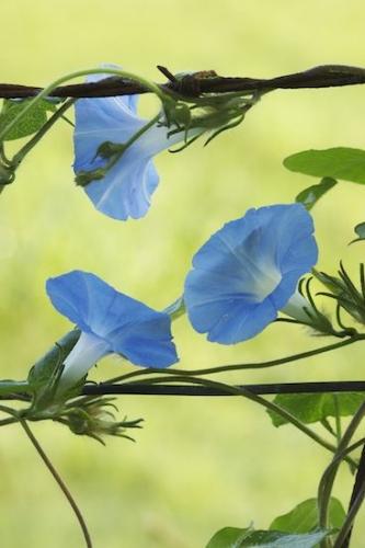 Blue;Close-up;Flower;fence;Flowering;floral;Blossom;Green;Flowers;Morning Glory;Petal;Vine;Bloom;Wildflower;Petals