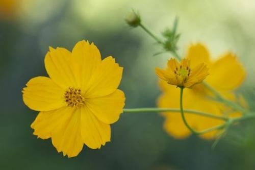 Petal;Outdoor;Flora;Flowering;Flower;Orange;Flowers;Blossom;Gold;Close-up;Bloom;floral;Green;Pistil;Stamen;stem;Cosmos;Petals;Wildflower