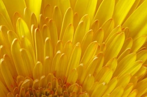 Petals;Abstract;Bloom;Gerbera Daisy;Abstracts;Abstraction;Patterns;floral;Petal;Textures;Gold;Yellow;Blossom;Flower;Flora;Orange;Close-up
