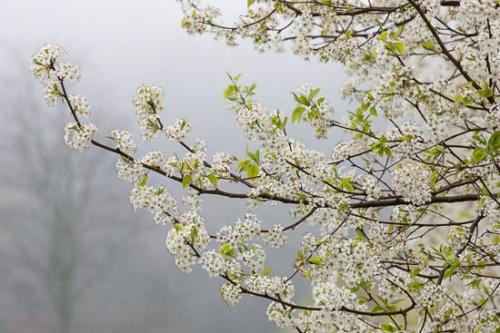 Bloom;Blossom;Blossoms;Bradford Pear;Branch;Branches;Flower;Floweret;Flowering;Flowers;Green;Oneness;Pastoral;Peaceful;Petal;Petals;Pistil;Plant;Spring;Springtime;Tree;bloom;botanical;botanicals;bud;flora;floral;tree limbs;zen