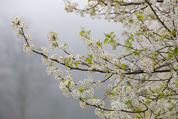 Bloom;Blossom;Blossoms;Botanical;Bradford Pear;Branches;Bud;Flora;Floweret;Flowering;Flowers;Pastoral;Petal;Petals;Pistil;Plant;Seasons;Spring;Springtime;Tree;bloom;botanicals;branch;flora;floral;flower;green;oneness;peaceful;plants;tree limbs;zen