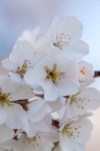 Bloom;Blossom;Blossoms;Cherry Blossom;Close-up;Flower;Floweret;Flowering;Flowers;Flowers & Plants;Healing;Health care;Healthcare;Macro;Nature;Oneness;Pastoral;Peaceful;Petal;Petals;Spring;Springtime;bloom;calm;flora;floral;restful;serene;soothing;tranquil;zen