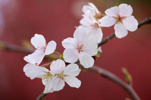 Magenta;Red;Close-up;Petals;zen;White;close-up;floral;Brown;Stamen;Flowering;Maroon;Blossom;Oriental;Flower;Petal;Peaceful;Pistil;Bloom;Flowers