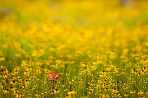 Blossom;Blossoms;Coreopsis tinctoria;Flower;Floweret;Flowering;Flowers;Flowers & Plants;Gold;Golden Tickseed;Green;Healing;Health care;Healthcare;Indian Paintbrush;Landscape;Modern;Nature;Oneness;Orange;Pastoral;Peaceful;Pink;Red;Spring;Texas;Yellow;bloom;botanical;botanicals;calm;contemporary;flora;floral;restful;serene;soothing;tranquil;zen