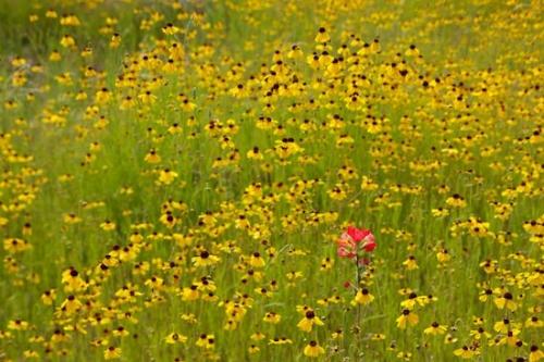 Green;Texas;Flowers;Brown;Petals;Flower;Flora;Indian Paintbrush;Petal;Red;Wildflower;Flowering;field;Yellow;Texas Hill Country;Blossom;Black-eyed Susan