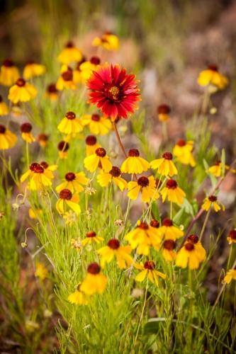 Bloom;Blossom;Blossoms;Botanical;Brown;Calm;Close-up;Floral;Floweret;Flowering;Flowers;Gold;Healing;Health care;Healthcare;Indian Paintbrush;Macro;Nature;Pastoral;Petal;Texas;Yellow;bloom;botanicals;flora;floral;flower;green;leaves;oneness;peaceful;plant;red;restful;serene;soothing;tranquil;wildflower;zen