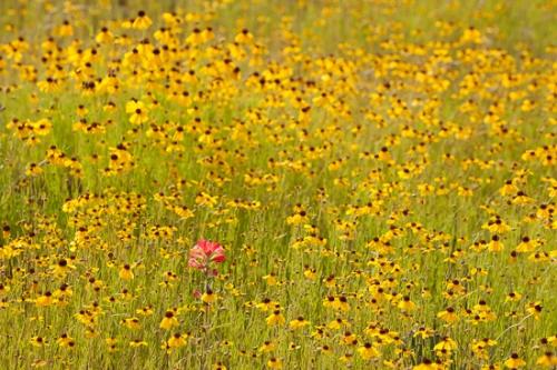 Blossom;Blossoms;Botanical;Brown;Calm;Floral;Floweret;Flowering;Flowers;Flowers & Plants;Gold;Healing;Health care;Healthcare;Indian Paintbrush;Nature;Pastoral;Petal;Petals;Texas;Yellow;bloom;flora;floral;flower;green;landscape;oneness;peaceful;red;restful;serene;sneezeweed;soothing;tranquil;zen