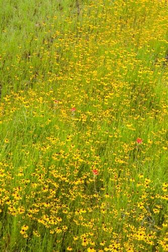 Blossom;Blossoms;Coreopsis tinctoria;Flower;Floweret;Flowering;Flowers;Flowers & Plants;Gold;Golden Tickseed;Green;Healing;Health care;Healthcare;Indian Paintbrush;Landscape;Modern;Nature;Oneness;Orange;Pastoral;Peaceful;Pink;Red;Spring;Texas;Yellow;bloom;botanical;botanicals;calm;contemporary;flora;floral;restful;serene;soothing;tranquil;zen