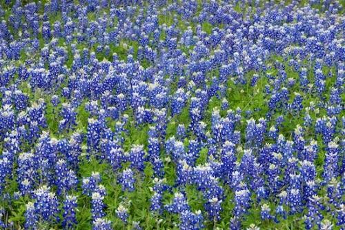 Wildflower;Green;Bloom;floral;Flowers;Blue;bluebonnets;Flowering;bluebonnet;Blossom;White;Texas;Field;Flower