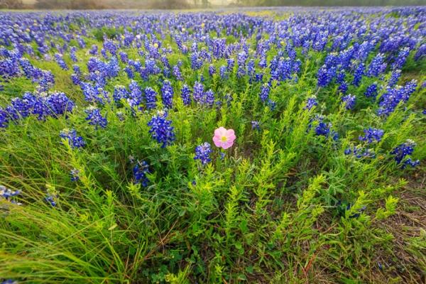 Blossom;Blossoms;Blue;Break of Day;Calm;Concepts;Cool Colors;Cool Palette;Cool Tones;First Light;Floral;Floweret;Flowering;Flowers;Flowers & Plants;Green;Greens;Healing;Health care;Healthcare;Minimalism;Nature;Oneness;Pastoral;Pink;Sun-up;Sunbeam;Sunlight;Sunshine;bloom;color;dawn;daybreak;flora;floral;flower;haze;landscape;morn;morning;peaceful;plants;restful;serene;soothing;sunrise;sunup;tranquil;zen