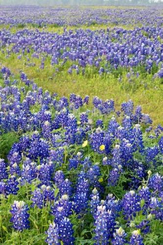 Wildflower;bluebonnet;Field;grass;fog;Bloom;foggy;Springtime;bluebonnets;Flora;Flowering;haze;misty;Fields;Texas;Flowers;Blue;Flower;mist;Green;Spring;floral
