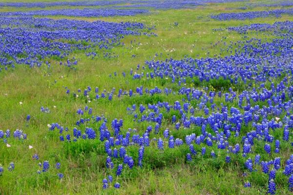 Bloom;Blossom;Blossoms;Blue;Calm;Concepts;Cool Colors;Cool Palette;Cool Tones;Flora;Floral;Flower;Floweret;Flowering;Flowers;Flowers & Plants;Green;Greens;Healing;Health care;Healthcare;Minimalism;Nature;Oneness;Pastoral;Petal;Pink;Wildflower;bloom;color;field;flora;floral;flower;landscape;pasture;peaceful;plants;restful;serene;soothing;tranquil