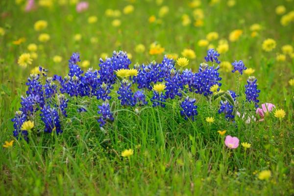 Bloom;Blossom;Blossoms;Blue;Bluebonnets;Calm;Concepts;Cool Colors;Cool Palette;Cool Tones;Flora;Floral;Flower;Floweret;Flowering;Flowers;Flowers & Plants;Green;Greens;Healing;Health care;Healthcare;Lupinus texensis;Macro;Minimalism;Nature;Oneness;Pastoral;Petal;Sunlight;Sunshine;Texas;Texas Bluebonnet;United States;Wildflower;Yellow;bloom;color;field;flora;floral;flower;landscape;pasture;peaceful;plants;restful;serene;soothing;sunlit;tranquil;zen