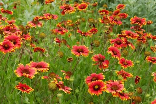 Flowers;Texas Hill Country;Flora;Blossom;Flower;Indian Blanket;Flowering;Close-up;Petal;Texas;Green;Wildflower;Red;Petals;Brown;Bloom
