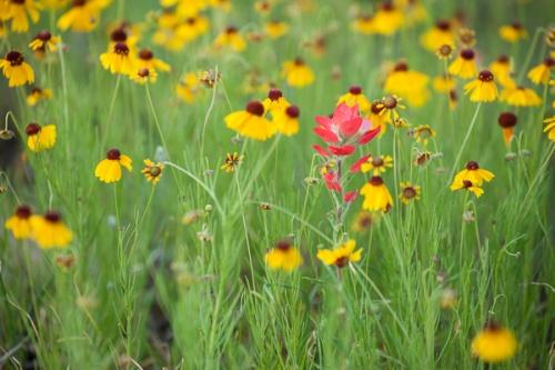 Bloom;Blossom;Blossoms;Botanical;Brown;Calm;Close-up;Floral;Floret;Floweret;Flowering;Flowers;Flowers & Plants;Gold;Healing;Health care;Healthcare;Indian Paintbrush;Macro;Nature;Pastoral;Petal;Petals;Texas;Texas Hill Country;Yellow;bloom;flora;floral;flower;green;oneness;peaceful;plants;red;restful;serene;soothing;tranquil;zen