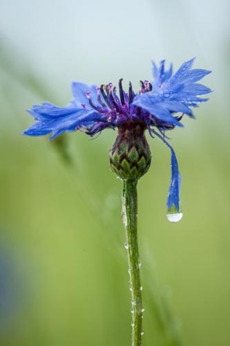 Bachelor Button;Bloom;Blossom;Blossoms;Blue;Blues;Botanical;Calm;Close-up;Cool Colors;Cool Palette;Cool Tones;Dew;Droplets;Drops;Floral;Floweret;Flowering;Flowers;Flowers & Plants;Healing;Health care;Healthcare;Image type;Macro;Minimalism;Nature;Pastoral;Petal;Petals;Photo specs;Pistil;Stamen;Stem;Water Drops;bloom;blue;botanicals;color;cornflower;dew drops;dewy;drop;droplet;flora;floral;flower;green;magenta;oneness;peaceful;plant;plants;purple;restful;serene;soothing;stems;tranquil;wildflower;zen