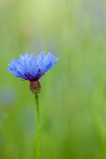 Bachelor Button;Bloom;Blossom;Blossoms;Blue;Blues;Botanical;Bud;Calm;Close-up;Cool Colors;Cool Palette;Cool Tones;Dew;Droplets;Drops;Floral;Floweret;Flowering;Flowers;Flowers & Plants;Healing;Health care;Healthcare;Image type;Macro;Minimalism;Nature;Pastoral;Petal;Petals;Photo specs;Pistil;Stamen;Stem;Water Drops;bloom;blue;botanicals;color;cornflower;dew drops;dewy;drop;droplet;flora;floral;flower;green;magenta;oneness;peaceful;plant;plants;purple;restful;serene;soothing;stems;tranquil;wildflower;zen