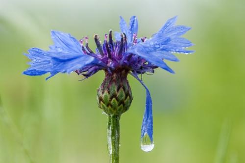 Bachelor Button;Bloom;Blossom;Blossoms;Blue;Botanical;Calm;Close-up;Dew;Droplets;Drops;Floral;Floweret;Flowering;Flowers;Flowers & Plants;Healing;Health care;Healthcare;Macro;Minimalism;Nature;Pastoral;Petal;Water Drops;bloom;botanicals;cornflower;dew drops;dewy;drop;droplet;flora;floral;flower;green;magenta;oneness;peaceful;plant;purple;restful;serene;soothing;tranquil;wildflower;zen