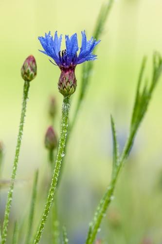 Bachelor Button;Bloom;Blossom;Blossoms;Blue;Botanical;Bud;Calm;Close-up;Dew;Droplets;Drops;Floral;Floweret;Flowering;Flowers;Flowers & Plants;Healing;Health care;Healthcare;Macro;Minimalism;Nature;Pastoral;Petal;Water Drops;bloom;botanicals;cornflower;dew drops;dewy;drop;droplet;flora;floral;flower;green;magenta;oneness;peaceful;plant;purple;restful;serene;soothing;tranquil;wildflower;zen