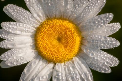 Bloom;Blossom;Blossoms;Botanical;Calm;Daisies;Dew;Droplets;Drops;Floral;Floweret;Flowering;Flowers;Flowers & Plants;Healing;Health care;Healthcare;Macro;Nature;Pastoral;Petal;Petals;Seasons;Spring;Springtime;Stamen;Water;Water Drops;White;Yellow;bloom;botanicals;daisy;damp;dew drops;dewy;drop;droplet;flora;floral;flower;oneness;peaceful;plant;plants;restful;serene;soothing;tranquil;wet;zen
