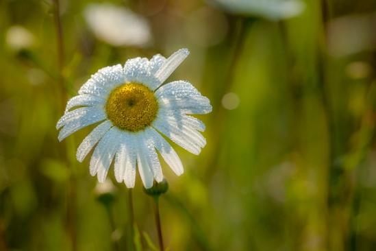 Bloom;Blossom;Blossoms;Botanical;Bud;Calm;Close-up;Daisies;Dew;Droplets;Drops;Floweret;Flowering;Flowers;Flowers & Plants;Gold;Healing;Health care;Healthcare;Macro;Minimalism;Nature;Pastoral;Petal;Sunlight;Sunshine;Water;Water Drops;Yellow;bloom;botanicals;daisy;dew drops;dewy;drop;flora;floral;flower;green;oneness;orange;peaceful;plant;restful;serene;soothing;sunlit;tranquil;wildflower;zen