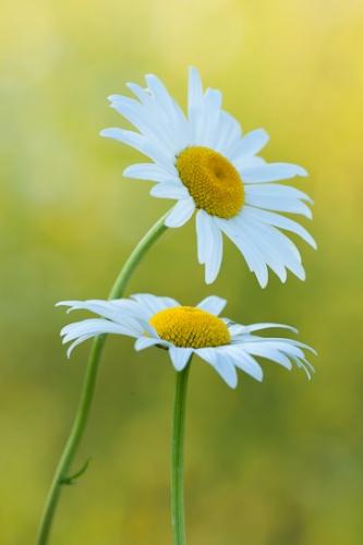 Bloom;Blossom;Blossoms;Botanical;Calm;Close-up;Daisies;Floral;Floweret;Flowering;Flowers;Flowers & Plants;Gold;Healing;Health care;Healthcare;Image type;Macro;Pastoral;Petal;Petals;Photo specs;Pistil;Yellow;bloom;botanicals;daisy;flora;floral;flower;green;oneness;orange;peaceful;plant;restful;serene;soothing;tranquil;wildflower;zen