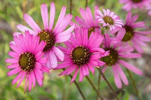 Bloom;Blossom;Blossoms;Botanical;Brown;Bud;Calm;Cedar Barrens;Cedar Glade;Close-up;Echinacea tennesseensis;Endangered Species;Floral;Floret;Floweret;Flowering;Flowers;Flowers & Plants;Habitat;Healing;Health care;Healthcare;Macro;Nature;Nature Conservancy;Pastoral;Petal;Petals;Pink;Pistil;Stamen;Tan;Tennessee;Tennessee Coneflower;bloom;botanicals;flora;floral;flower;gray;green;magenta;oneness;peaceful;plant;plants;restful;serene;soothing;tranquil;wildflower;zen