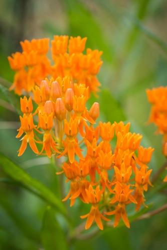 Asclepias Tuberosa;Bloom;Blossom;Blossoms;Botanical;Butterfly Weed;Calm;Close-up;Floral;Floweret;Flowering;Flowers;Gold;Healing;Health care;Healthcare;Image type;Macro;Nature;Pastoral;Petal;Petals;Photo specs;bloom;flora;floral;flower;green;oneness;orange;peaceful;plants;restful;serene;soothing;tranquil;wildflower;zen