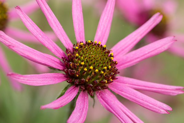 Bloom;Blossom;Blossoms;Botanical;Brown;Calm;Cedar Barrens;Cedar Glade;Close-up;Echinacea tennesseensis;Endangered Species;Flora;Floral;Floweret;Flowering;Flowers;Habitat;Healing;Health care;Healthcare;Macro;Nature;Petal;Petals;Pink;Pistil;Plant;Stamen;Tennessee Coneflower;bloom;botanicals;flora;floral;flower;gray;green;magenta;oneness;peaceful;plants;restful;serene;soothing;tranquil;wildflower;zen