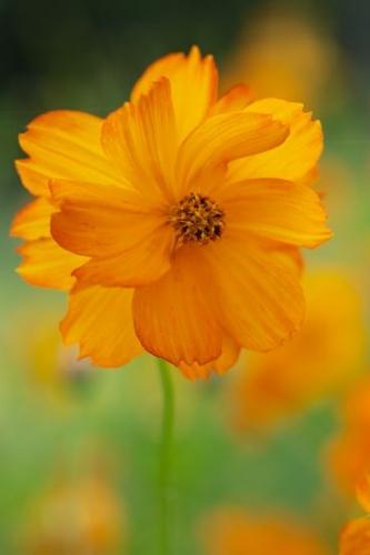 Flora;floral;Flower;Orange;Petals;Close-up;Plant;Flowering;Flowers;Petal;Cosmos;Bloom;Blossom