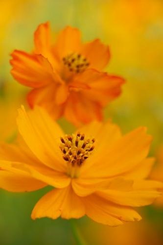 Flora;Orange;Flowering;Flower;Flowers;Cosmos;Blossom;Bloom;Petals;floral;Petal;Close-up