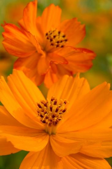 Bloom;Blossom;Blossoms;Calm;Close-up;Cosmos;Cosmos Flowers;Floral;Floweret;Flowering;Flowers;Healing;Health care;Healthcare;Image type;Macro;Nature;Pastoral;Petal;Petals;Photo specs;Sunlight;Sunshine;bloom;flora;floral;flower;oneness;orange;peaceful;plants;restful;serene;soothing;sunlit;tranquil;zen