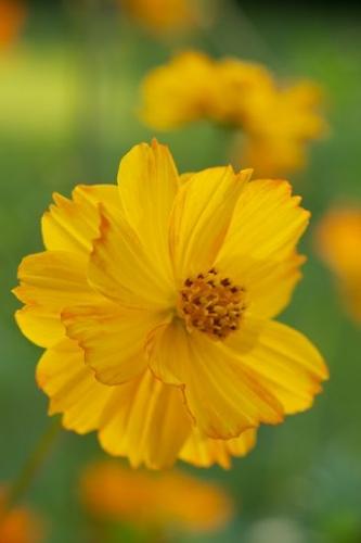 Flowering;Flower;Cosmos;Blossom;Petal;Orange;Close-up;Bloom;Machine Falls;floral;Petals;Flora;Flowers