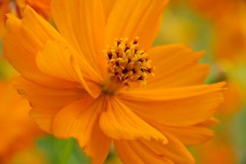 Cosmos;Bloom;Flowering;Orange;Flowers;Close-up;Flora;Flower;Blossom;floral;Petal;Petals