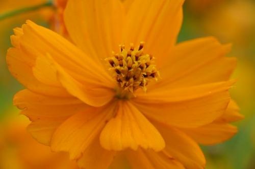Flora;Cosmos;Flowering;Flowers;Close-up;Orange;Blossom;Bloom;Flower;floral;Petals;Petal