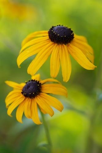 Flora;Brown;floral;Close-up;Green;Petals;Blossom;Wildflower;Black-eyed Susan;Petal;Flower;Flowering;Yellow;Flowers;botanical;botanicals