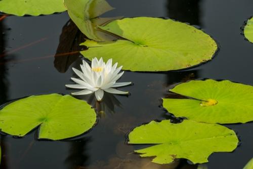 Bloom;Blossom;Blossoms;Botanical;Brown;Bud;Calm;Close-up;Floral;Florida;Floweret;Flowering;Flowers;Flowers & Plants;Healing;Health care;Healthcare;Leaf;Lily Pads;Minimalism;Nature;Okefenokee National Wildlife Refuge;Pastoral;Petal;United States;Veins;Water Lily;Waterscape;bloom;botanicals;flora;floral;flower;green;leaves;oneness;peaceful;plant;plants;pondlake;restful;serene;soothing;tranquil;wildflower;zen