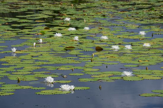 Bloom;Petals;buds;Blossom;botanicals;Green;Flora;water;botanical;Lily Pads;pond;Oriental;Flower;floral;Oneness;Flowers;Peaceful;Petal;Blue;water lilies;Water Lily;White;zen