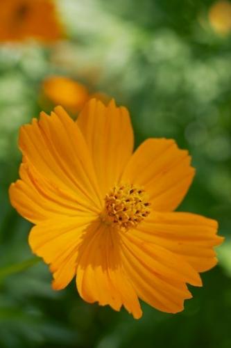 Gold;floral;Flora;Flowers;Blossom;Petal;Stamen;stems;stem;Yellow;Flowering;botanicals;Close-up;Green;Orange;Flower;Petals;Pistil;botanical