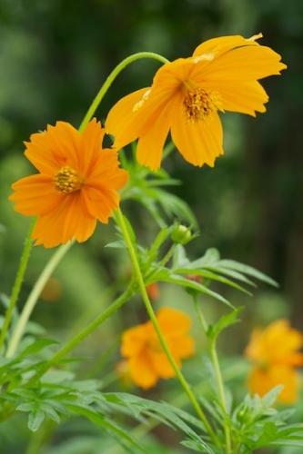 Flower;Flora;Close-up;Flowers;floral;Stamen;stem;Yellow;botanical;Orange;Pistil;Flowering;botanicals;Green;Blossom;Gold;Petal;stems;Petals