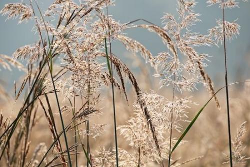 dew;drop;drops;droplet;grass;Henry Horton State Park;dew drops;dewy;Seed Head