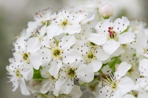 Petal;Close-up;Flora;Flowering;Springtime;Bloom;Bradford Pear;Blossom;Flowers;close-up;Flower;Spring