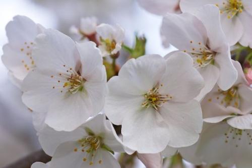 Cherry Tree;White;Bloom;Petal;Close-up;close-up;Blossom;Flowers;Flora;Cherry Blossom;Flower;Flowering